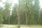 Ещё лес