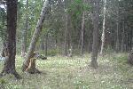 Старое дерево
