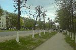 Рязань. Короткостриженные деревья