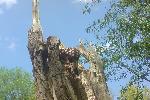 Старое еврейское кладбище. Неведомая хуйня