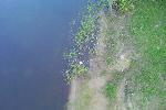 Румлевский мост. Вид сверху. Почти Google Earth
