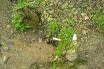 Святая сточная вода - Источник преподобного блаблабла (стекает со склонов, а там дома и стоки)