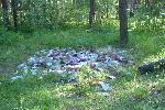 Цветочки, ягодки, белочки? Это городской лес, и белочки тут бывают только у посетителей